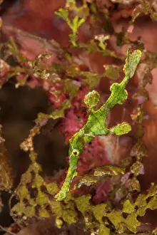 Lembeh Strait Prints: Halimeda ghost pipefish (Solenostomus halimeda)