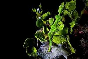 Camouflage Prints: Halimeda ghost pipefish (Solenostomus halimeda) camouflaged among vegetation