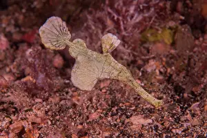 Papua New Guinea Prints: Halimeda ghost pipefish (Solenostomus halimeda) female