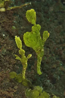 False Pipefish Prints: Halimeda ghost pipefish (Solenostomus halimeda) mimicking the halimeda algae. Sulu sea