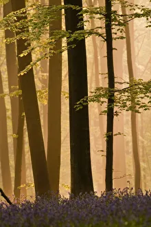 Hyacinthoides Non Scripta Prints: Hallerbos in dawn mist with flowering Bluebellls (Hyacinthoides non-scripta / Endymion