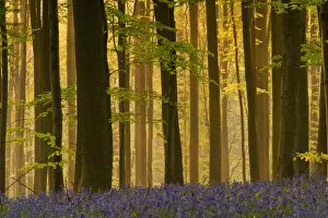 Images Dated 20th April 2009: Hallerbos with mist at dawn, Bluebells (Hyacinthoides non-scripta / Endymion non-scriptum)