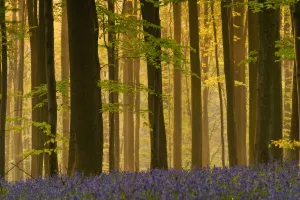 Hyacinthoides Non Scripta Prints: Hallerbos with mist at dawn, Bluebells (Hyacinthoides non-scripta / Endymion non-scriptum)