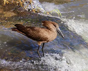 Hammerkopf Prints: Hamerkop (Scopus umbretta) fishing at edge of river, Masai Mara National Reserve, Kenya