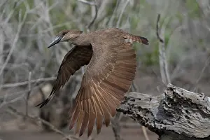 Gambia Prints: Hamerkop (Scopus umbretta) in flight, Allahein river, The Gambia