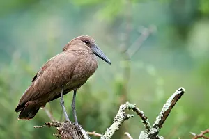 Hammerkopf Prints: Hamerkop (Scopus umbretta) perched on branch, Akagera National Park, Rwanda