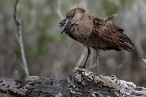 Gambia Prints: Hamerkop (Scopus umbretta) perched on branch shaking its feathers