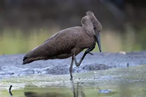 Gambia Prints: Hamerkop (Scopus umbretta) scratching beak after drinking, Allahein river, The Gambia