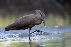 Gambia Prints: Hamerkop (Scopus umbretta) scratching beak after drinking, Allahein river, The Gambia
