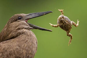 Images Dated 27th March 2014: Hamerkop (Scopus umbretta) tossing frog prey, Mkuze, South Africa