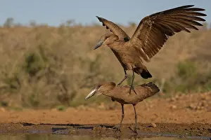Wingspan Prints: Hamerkops (Scopus umbretta) pair, courtship, display, Zimanga game reserve, South Africa