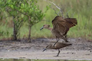 West Africa Prints: Hamerkops (Scopus umbretta) pair mating, Allahein river, The Gambia