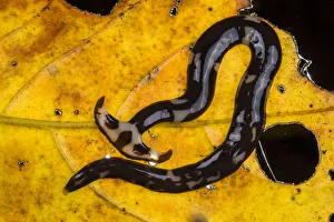 Hammerhead worms (Bipalium sp) on leaf, Sarawak. Borneo