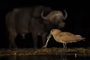 Hammerkop / Hammerhead stork (Scopus umbretta) eating a toad, with an African buffalo