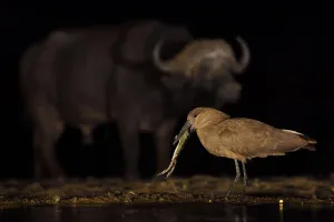 Miispecies Prints: Hammerkop / Hammerhead stork (Scopus umbretta) eating a toad, with an African buffalo