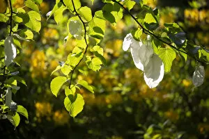 2020 July Highlights Collection: Handerkerchief tree (Davidia involucrata var. vilmoriniana) white flower bracts
