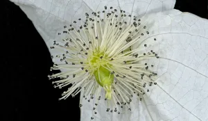 Stamens Prints: Handkerchief / Dove tree (Davidia involucrata) inflorescence, stamens with green ovary