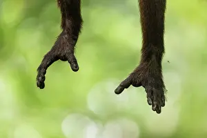 Colombia Prints: Hands of a Santa Marta white-fronted capuchin (Cebus malitiosus) reaching out