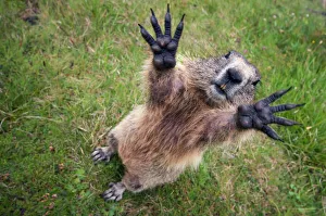 Images Dated 15th July 2011: handsAlpine marmot (Marmota marmota) reching upwards, Hohe Tauern National Park, Austria