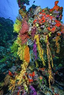 Oceania Prints: Hanging soft corals (Chironephthya sp)