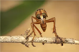2020 August Highlights Collection: Hanging thief robber fly (Diogmites sp) Philadelphia, Pennsylvania, USA, July