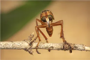 Asilidae Prints: Hanging thief robber fly (Diogmites sp) Philadelphia, Pennsylvania, USA, July