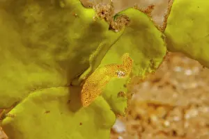 Idiosepiidae Prints: Hannan's pygmy squid (Kodama jujutsu) half an inch long