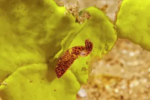 Idiosepiidae Prints: Hannan's pygmy squid (Kodama jujutsu) half an inch long
