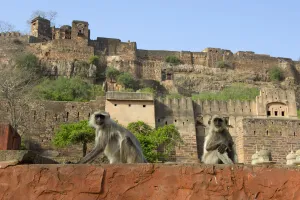 Buildings Prints: Hanuman Langur or Common Langur (Semnopithecus / Presbytis entellus)