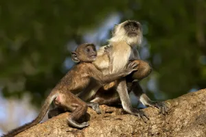 Hanuman Langur or Common Langur (Semnopithecus / Presbytis entellus), female with