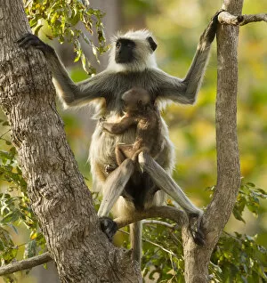 Images Dated 11th March 2011: Hanuman Langur / Northern Plains Grey Langur (Semnopithecus entellus) mother with baby in tree