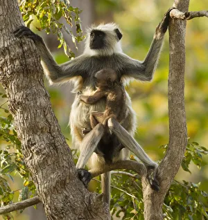 Alert Gallery: Hanuman Langur / Northern Plains Grey Langur (Semnopithecus entellus) mother with baby in tree
