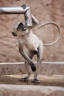 Catalogue6 Prints: Hanuman langur / Northern Plains Grey Langur (Semnopithecus entellus) drinking