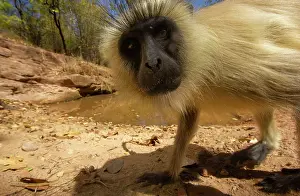 Animal Selfie Prints: Hanuman langur (Semnopithecus entellus) portrait