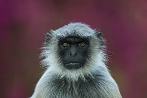 Images Dated 23rd February 2016: Hanuman langur (Semnopithecus / Presbytis entellus), portrait in front of BougainvilleaA┬áflowers