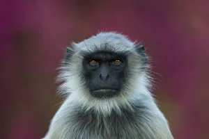 Hanuman langur (Semnopithecus / Presbytis entellus), portrait in front of BougainvilleaAflowers