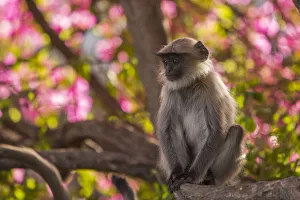 Hanuman Langurs (Semnopithecus entellus) in Bougainvillea Mandore Garden, Jodhpur, India
