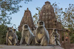 Hanuman Langurs (Semnopithecus entellus) in front of cenotaphs, Mandore Garden, Jodhpur, India