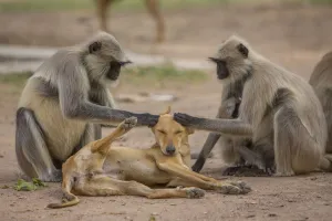 Hanuman langurs (Semnopithecus entellus) grooming dog Mandore Garden, Jodhpur, India