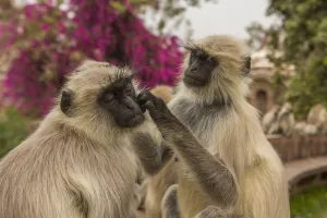 Hanuman Langurs (Semnopithecus entellus) social grooming, Mandore Garden, Jodhpur, India