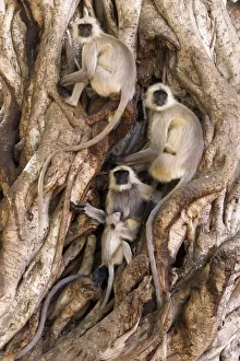 Hanuman / Northern Plains Grey Langur (Semnopithecus entellus) family resting in
