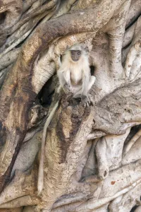 Langurs Prints: Hanuman / Northern Plains Grey Langur (Semnopithecus entellus) youngster sitting