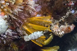 Cat Shark Prints: Happy Eddie (Haploblepharus edwardsii) egg case / mermaids purse
