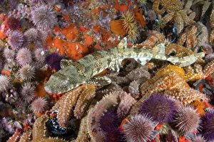 Happy Eddy (Haploblepharus edwardsii) amongst Cape sea urchin (Parechinus angulosus
