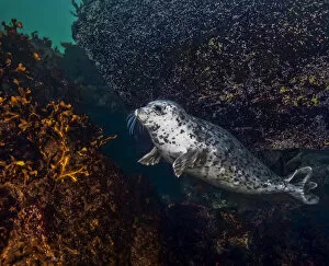 Images Dated 17th April 2020: Harbor seal (Phoca vitulina) using a large, encrusted boulder as a tool to scratch itself