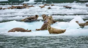 Phocidae Prints: Harbor seals (Phoca vitulina) resting on glacial ice