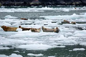 Phocidae Prints: Harbor seals (Phoca vitulina) resting on glacial ice