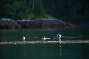 Phocidae Prints: Three Harbor seals (Phoca vitulina) in water