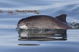 2019 April Highlights Gallery: Harbour porpoise (Phocoena phocoena) surfacing Bay of Fundy, New Brunswick, Canada