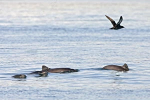 2019 April Highlights Collection: Harbour porpoises (Phocoena phocoena) - rare picture of small group Bay of Fundy